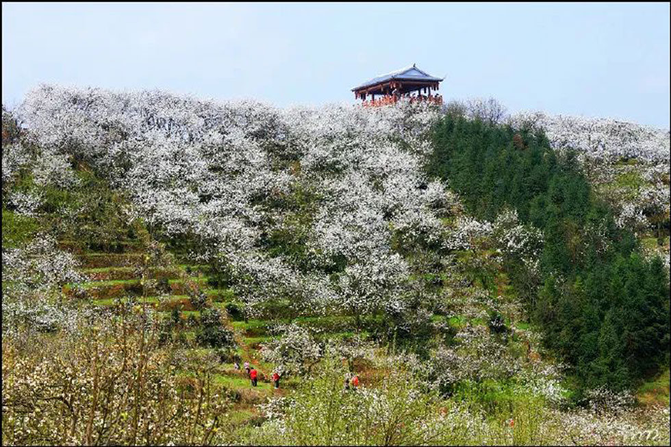 【春天，广西桂林灌阳县向您发出邀请！】我们在灌阳看梨花 - 游山玩水 - 来宾生活社区 - 来宾28生活网 lb.28life.com