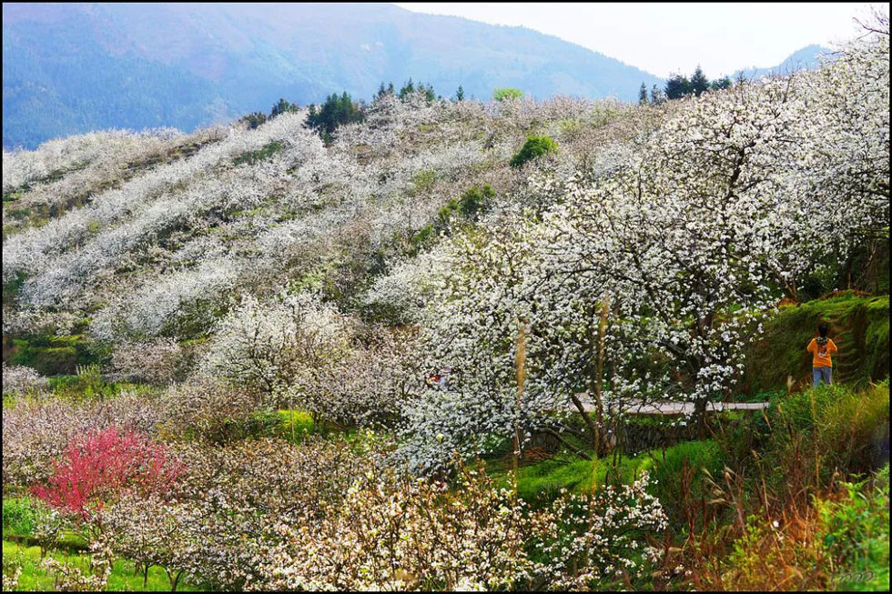 【春天，广西桂林灌阳县向您发出邀请！】我们在灌阳看梨花 - 游山玩水 - 来宾生活社区 - 来宾28生活网 lb.28life.com