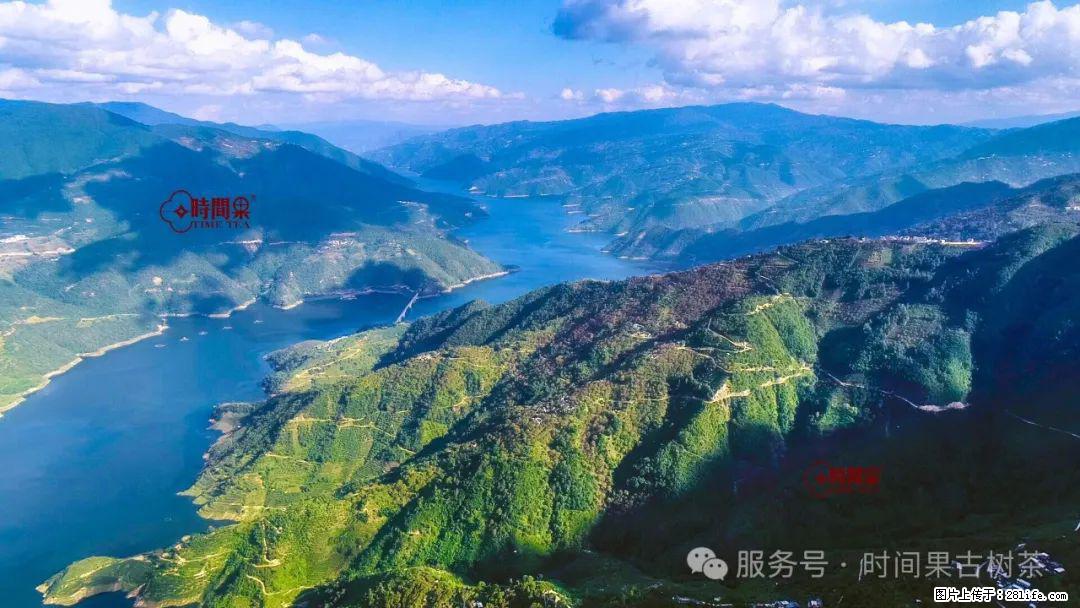 时间果百年古树龙珠普洱生茶 - 购物交流 - 来宾生活社区 - 来宾28生活网 lb.28life.com