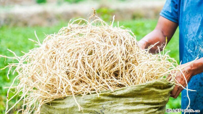 堪称“最难吃”的蔬菜,却是 “抗辐射神器”,还能护肺、清热、止咳化痰! - 来宾生活资讯 - 来宾28生活网 lb.28life.com