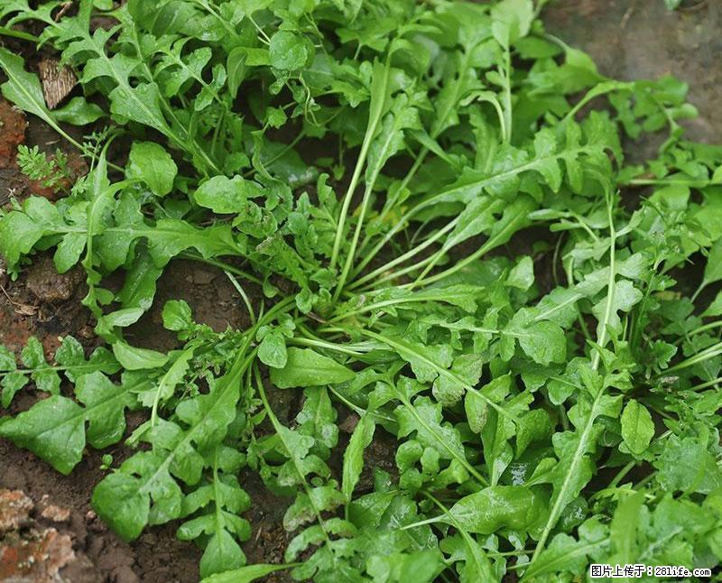 这些蔬菜是“天然钙片”，这6种被医生重点推荐 - 来宾生活资讯 - 来宾28生活网 lb.28life.com