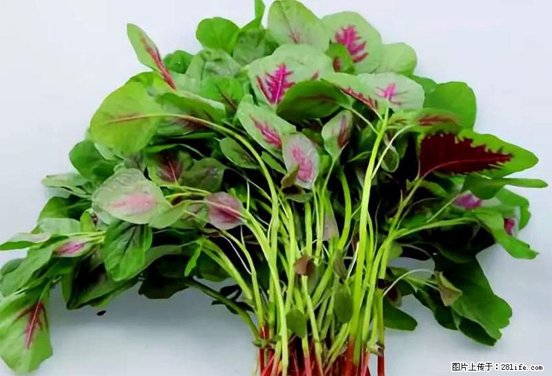 这些蔬菜是“天然钙片”，这6种被医生重点推荐 - 来宾生活资讯 - 来宾28生活网 lb.28life.com