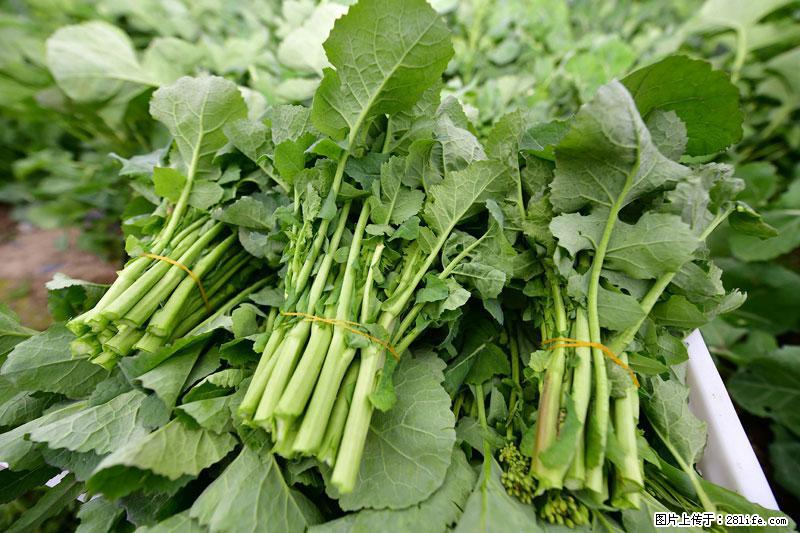 这些蔬菜是“天然钙片”，这6种被医生重点推荐 - 来宾生活资讯 - 来宾28生活网 lb.28life.com